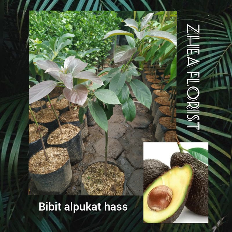 Bibit Buah Alpukat Hass