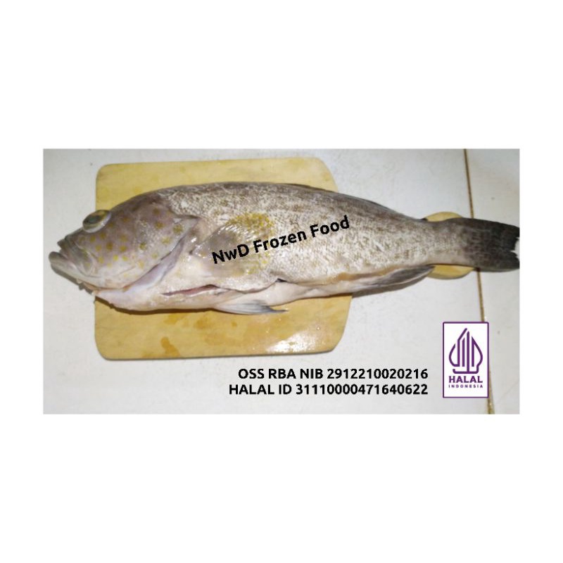 

Ikan Kerapu Bersih