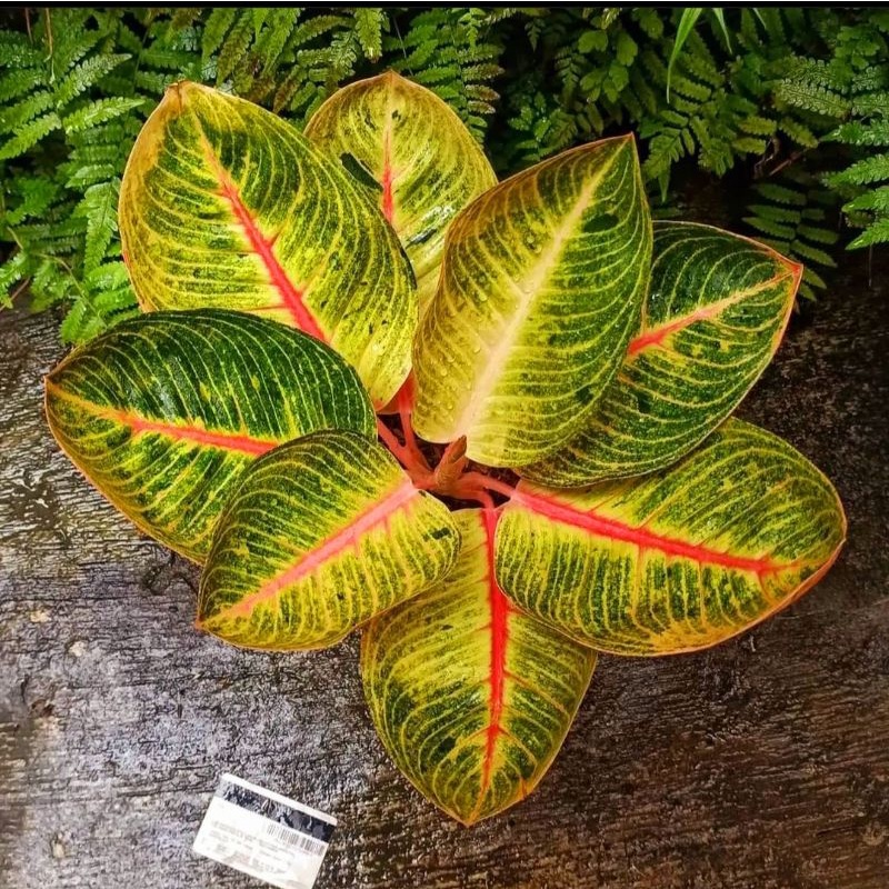Aglonema Goliath Tanaman Hias Bunga Aglaonema Murah Merah BUKAN bonggol bibit - tanaman hias hidup -