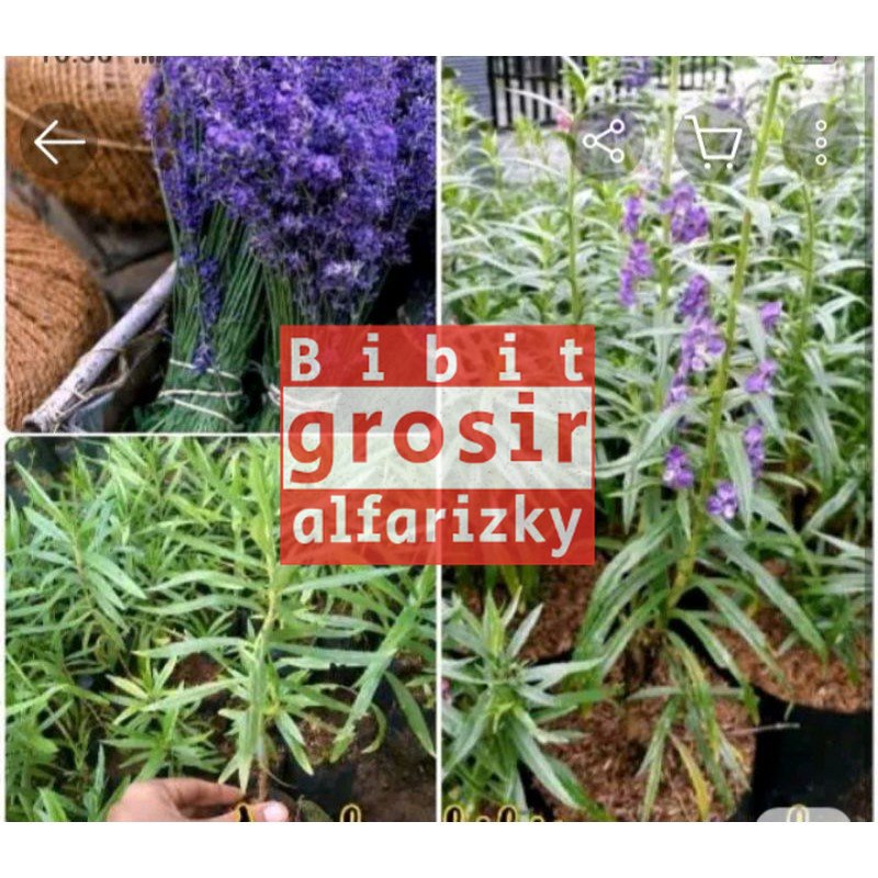 bibit bunga lavender