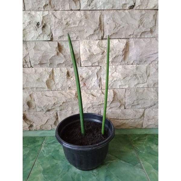 Sansevieria stuckyi