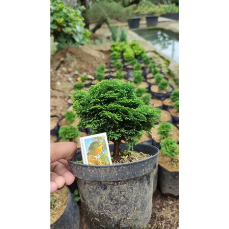 bonsai mini / cemara hinoki mini hijau