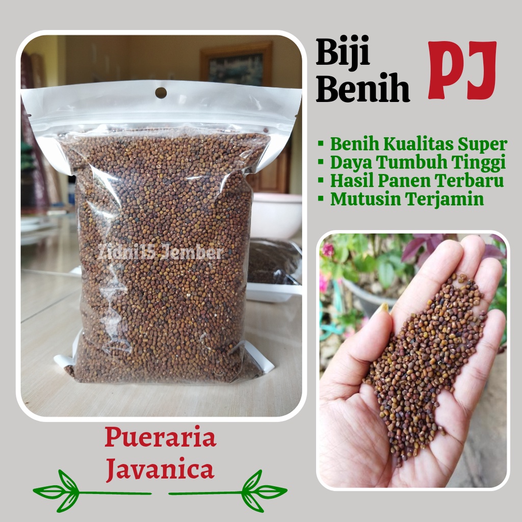 500gram benih kacang PJ Pueraria Javanica