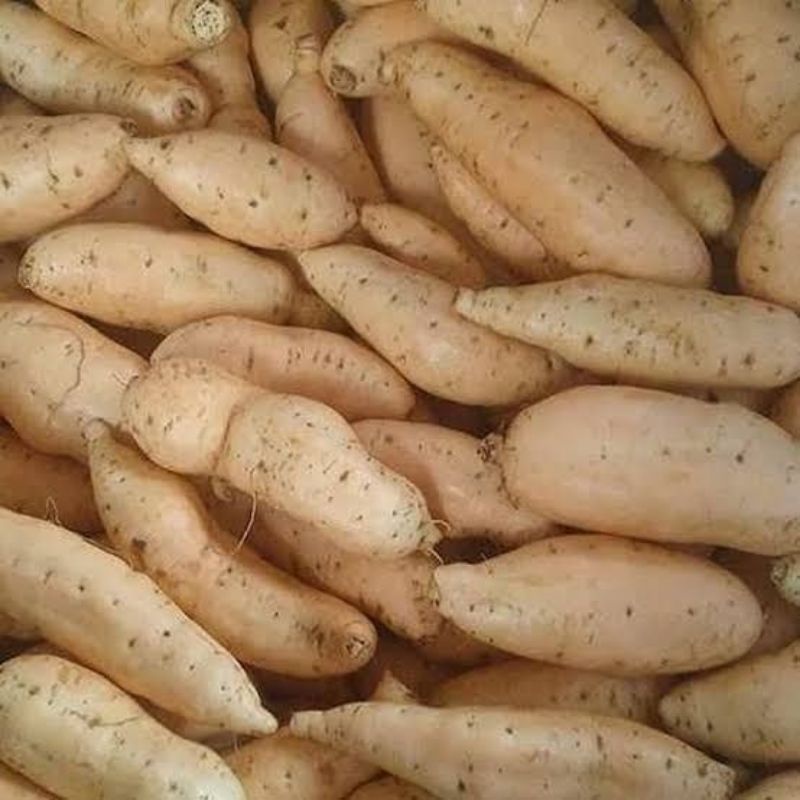 

Ubi madu cilembu fresh 1kg