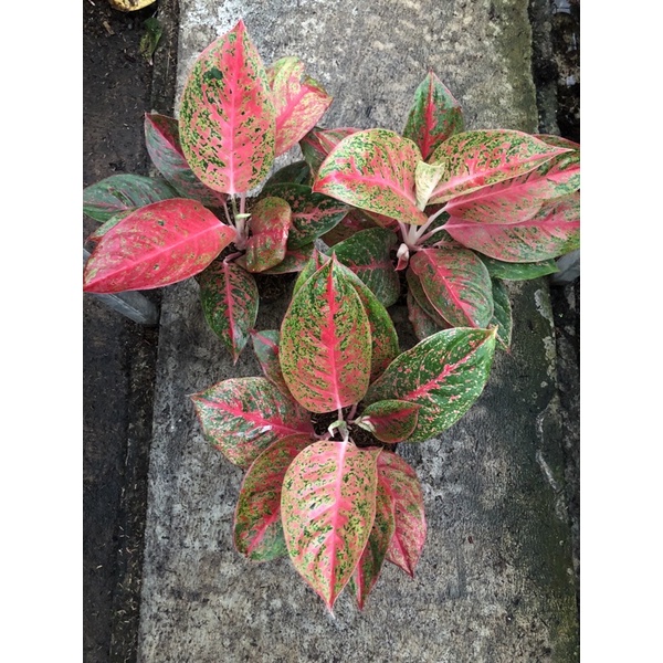 aglaonema cassandra induk jumbo