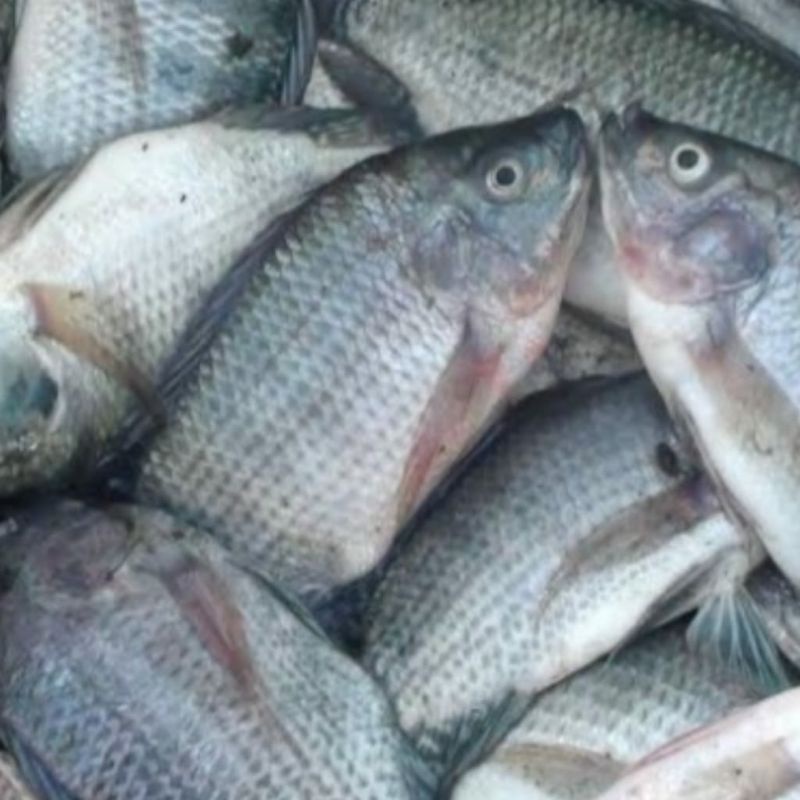 

Ikan nila segar
