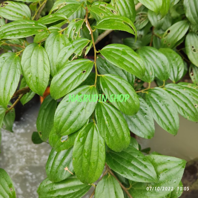 

JUAL DAUN ZIZIPHUS OENOPLIA 100 LEMBAR