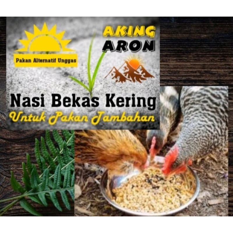 nasi aking aron pakan ayam