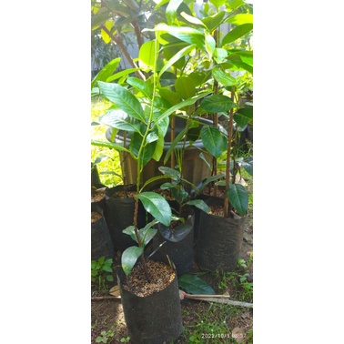 black sapote