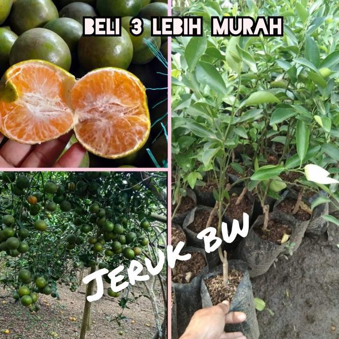 Jual Joss Bibit Tanaman Pohon Jeruk Bw Okulasi Viral Shopee Indonesia