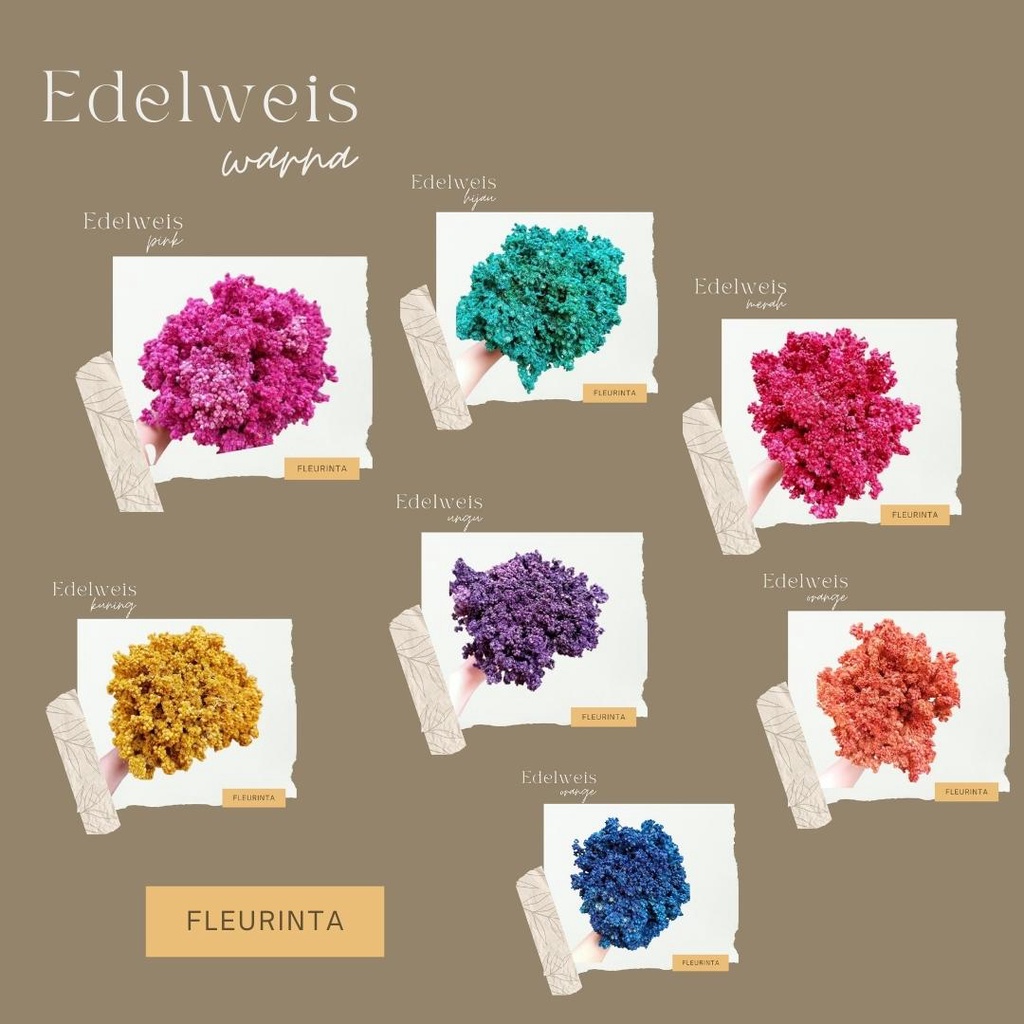 BUNGA EDELWEIS WARNA | BUNGA KERING EDELWEIS