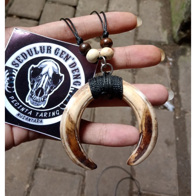 Kalung Taring babi asli 100% Tarbi atas sepasang