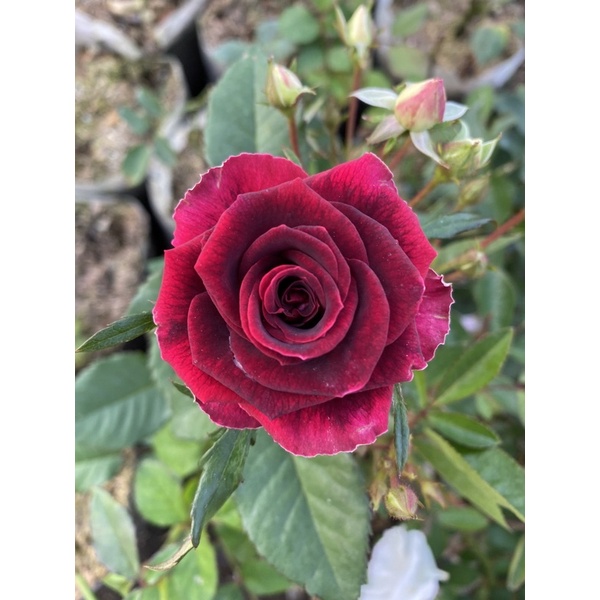 mawar merah abra (mawar tanpa duri)