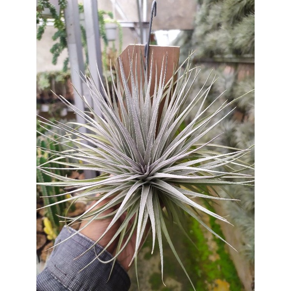 Tillandsia Houston Airplant Big Size | tanaman udara
