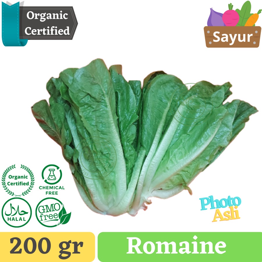 

Romaine Lettuce | Sayur Romaine | Selada Salad
