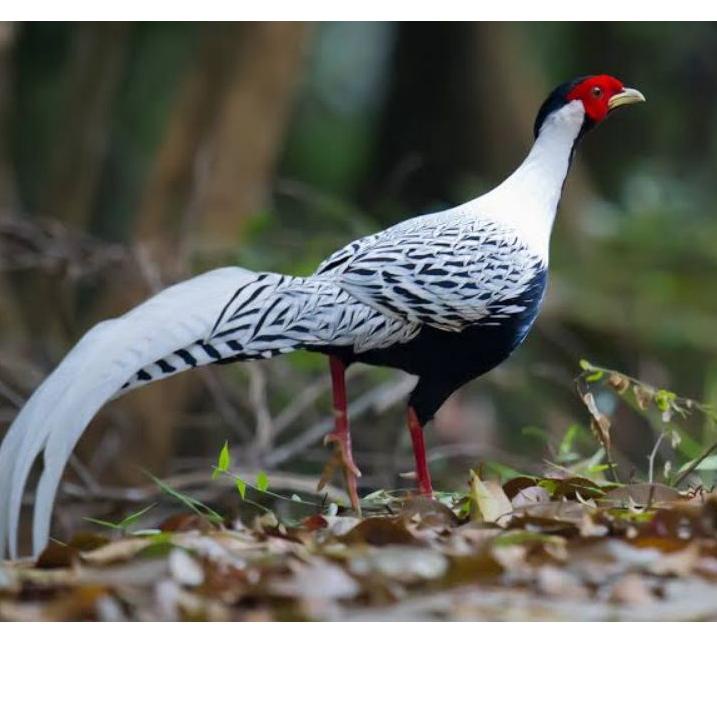 

Pro Hemat--TELUR AYAM HIAS RINGNECK SILVER PHEASANT UNTUK DITETASKAN
