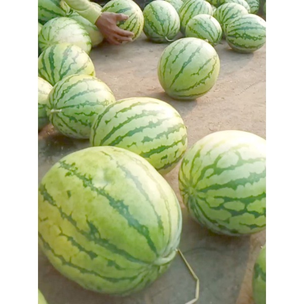 

Semangka