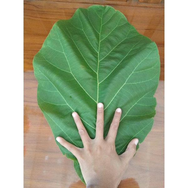 

Daun jati segar