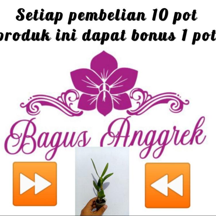 Harga Termurah Dendrobium capung Kalimantan