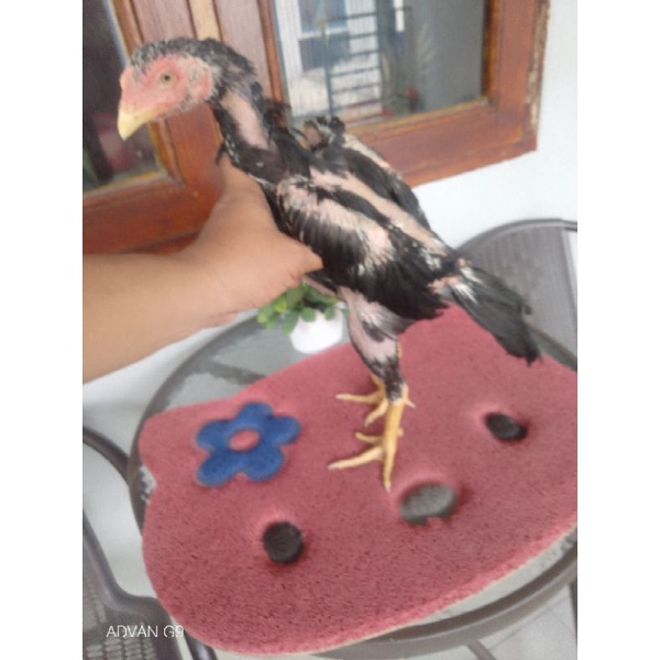 Vitamin Kesehatan Ayam Bonus Anakan Thunder Blod Trah SHamoKhoy Jawara Tulangan Tebal Besar