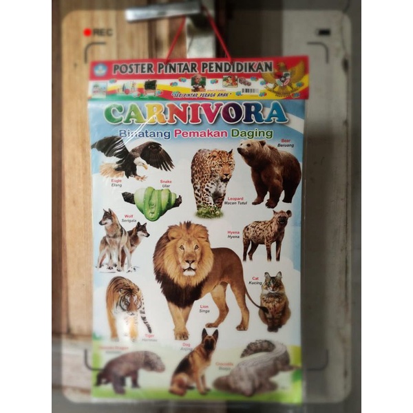 

Poster Tali Carnivora