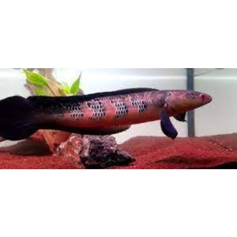 essen red barito grade a pedes