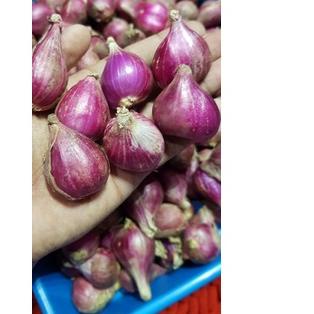 

BISA COD ✔️Bawang Merah Brebes Besar 1 Kg|RA8