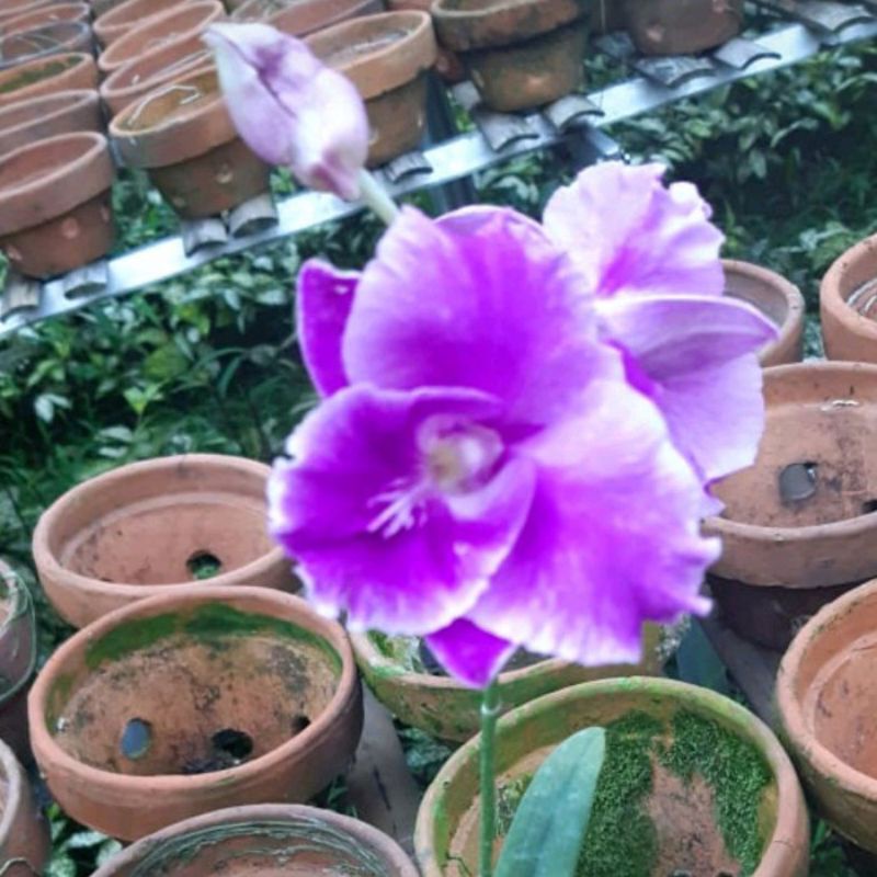 COD anggrek Dendrobium mileage // anggrek dewasa