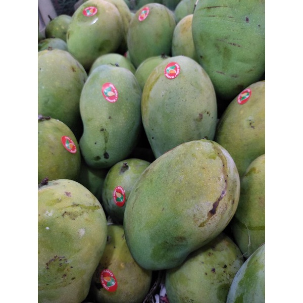 

MANGGA HARUM MANIS SUPER (Buy 1kg Free 1kg)
