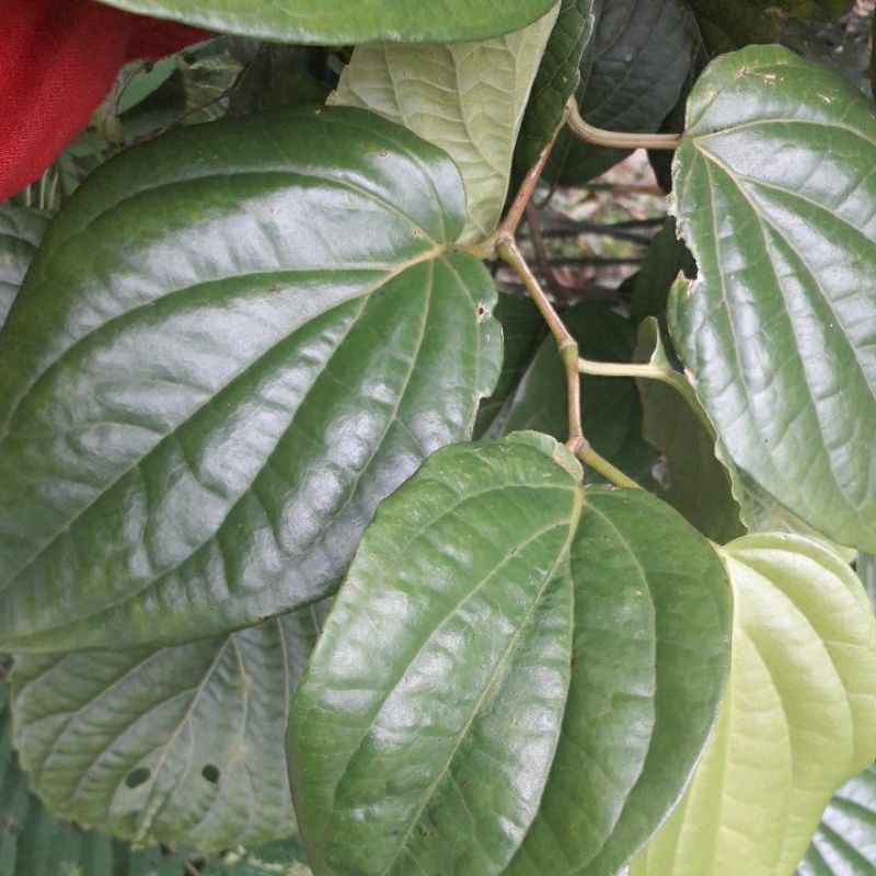 

daun sirih segar daun sirih hijau segar 50 lembar