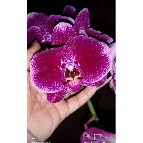 angbul knop mekar