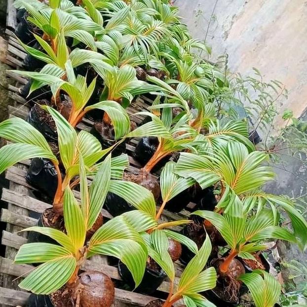 Tanaman Bibit Kelapa | Bibit Kelapa Ijo Wulung Asli | Bisa Untk Bonsai