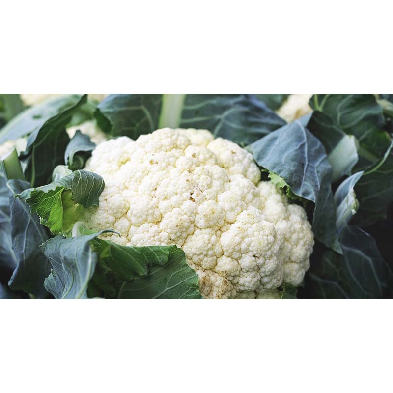 Benih Bibit Biji - Bunga Kembang Kol Cauliflower Bunga Kol Putih Hibrida Seeds - Varietas Tahan Panas dan Lembab - Panen Dalam 45 Hari