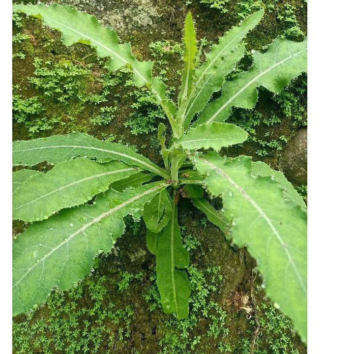 

10.10 STOK READY Daun tempuyung segar 500 gram grosir