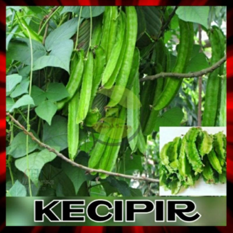 

4 biji - Kecipir / cipir / cicipir / kacang botol
