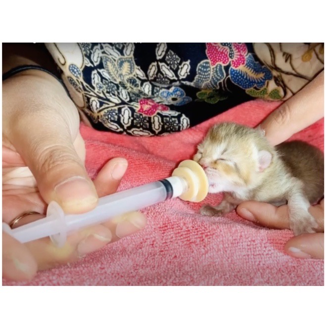 POPI MIRACLE NIPPLE - Pet Dot Nipple Anak Bayi Kucing Anjing Kelinci Otter