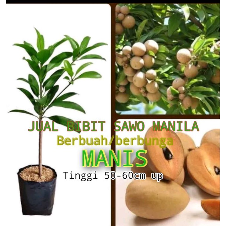 Pohon Buah  Sawo Manila.Hasil cangkok. Kondisi Sedang Berbuah/Berbunga. Tinggi 1 meter lebih