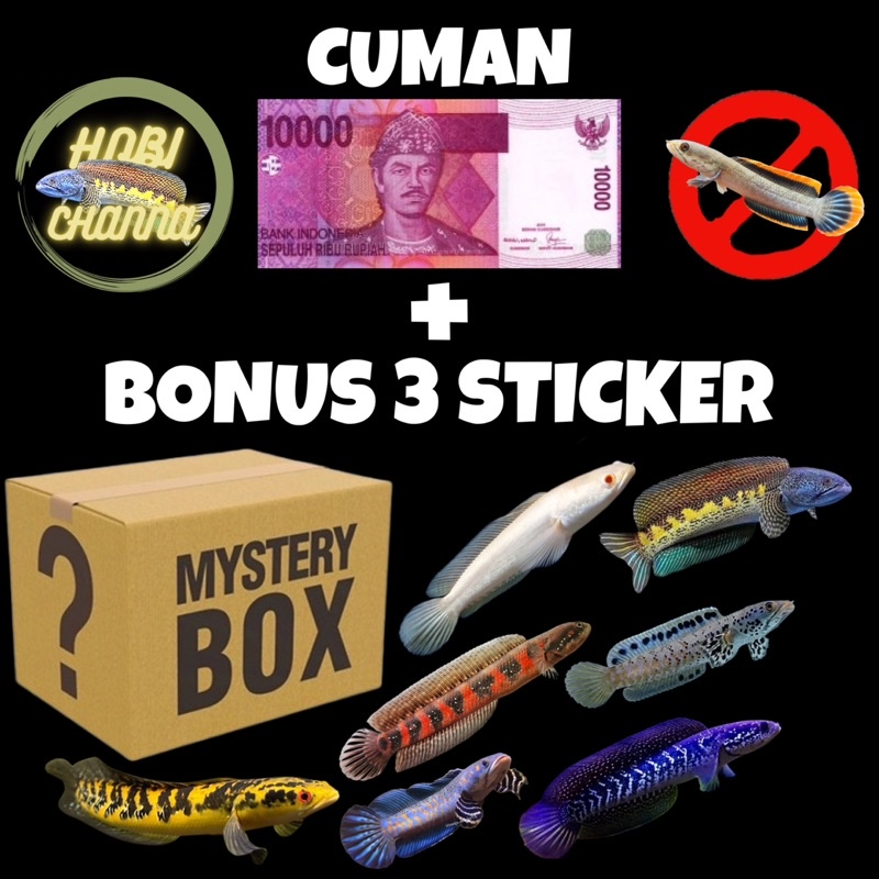 Mystery Box Bonus 3 Sticker Channa Premium