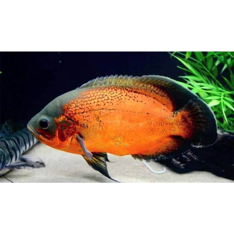 ikan oscar 5cm yt