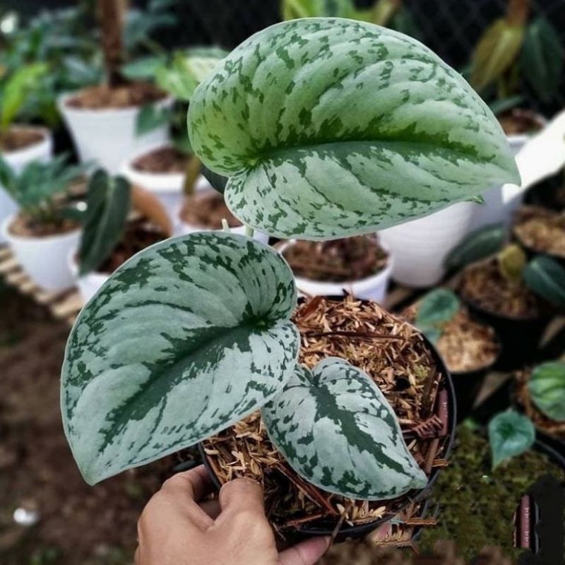 TANAMAN HIAS SIRIH GADING SILVER