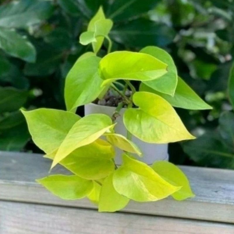 Tanaman Hias sirih gading lemon love / tanaman sirih gading lemon