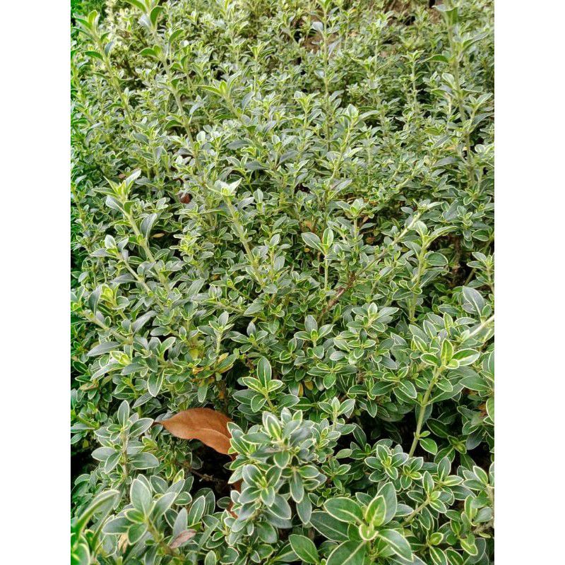 Tanaman hias mirten varigata / bahan bonsai / bahan bonsai mame hingkip varigata