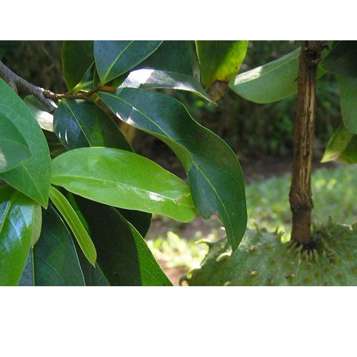 

Quality Control✅Daun Sirsak Segar 500 gram Daun Sirsak Fresh Daun Sirsak Basah|RA2