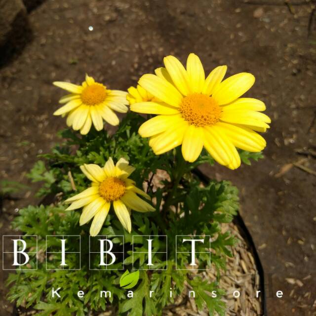 Bibit Tanaman Hias Bunga Cosmos Kuning/Bunga Daisy