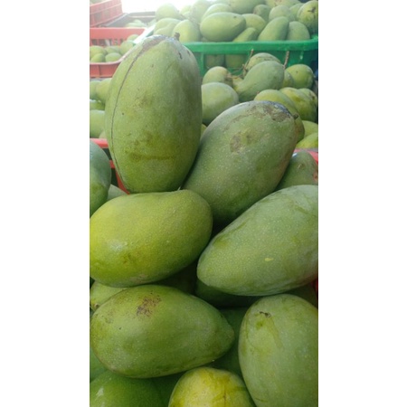 

mangga gadung