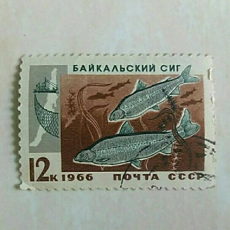 

(AD) Perangko Unî Sôvîêt 1966 Fîsh Résôûrcês of Lâke Bâikal - Bâikâl Whitèfîsh (Coregonus lavaretus baicalensis)12K Used
