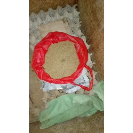 Telur jangkrik madu kuning medan