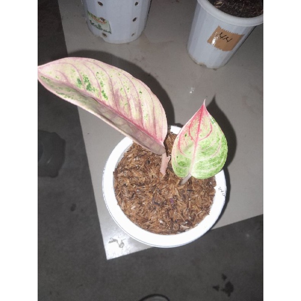 aglonema tanian lokal RL