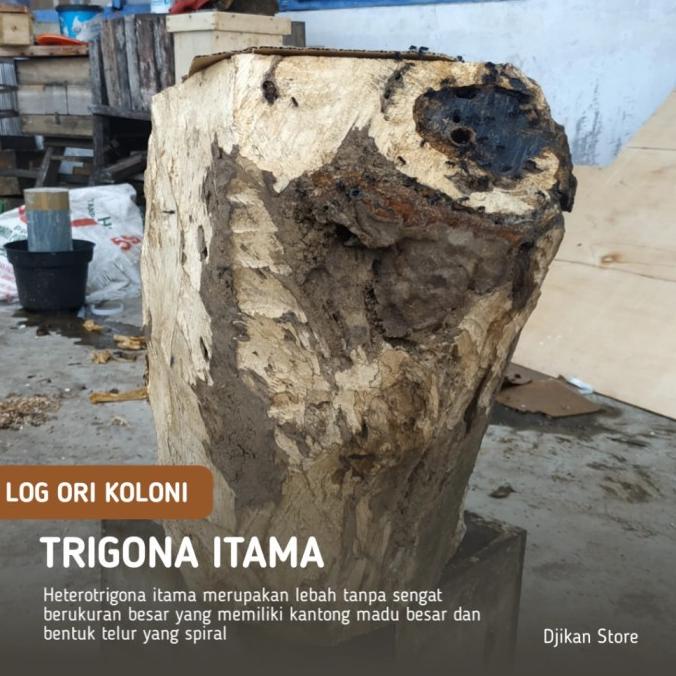 Promo Trigona Itama Dalam Log Kayu / Kelulut Itama / Klanceng Itama