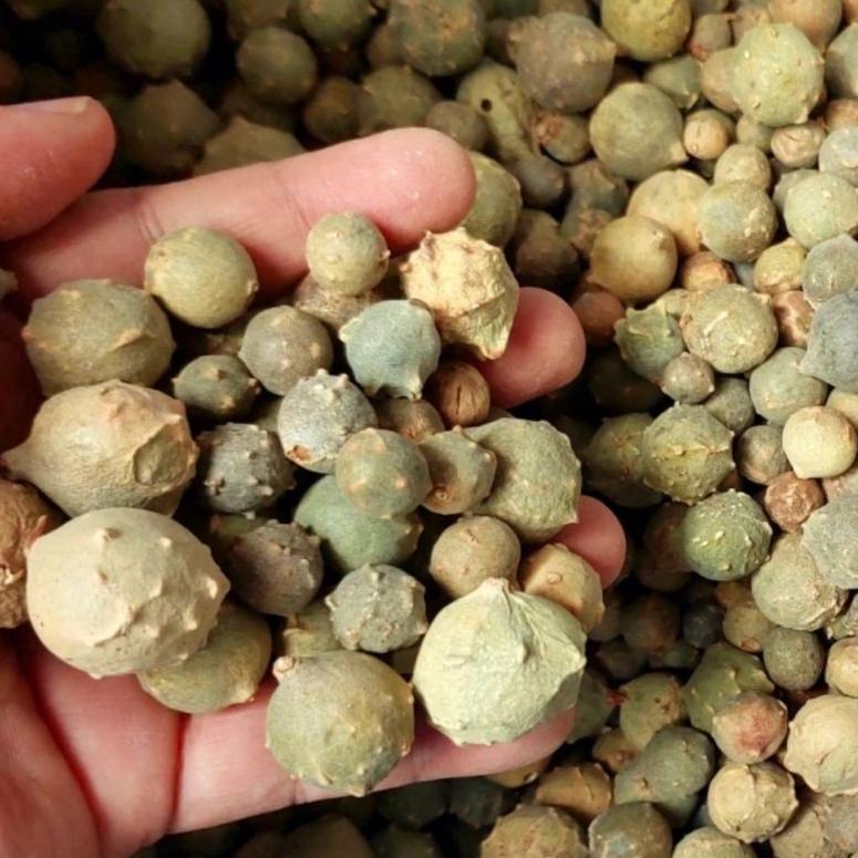 

ㅂ Buah Manjakani Hijau Super 500gr / Majaan Hijau / Buah Majakani Hijau ㊞